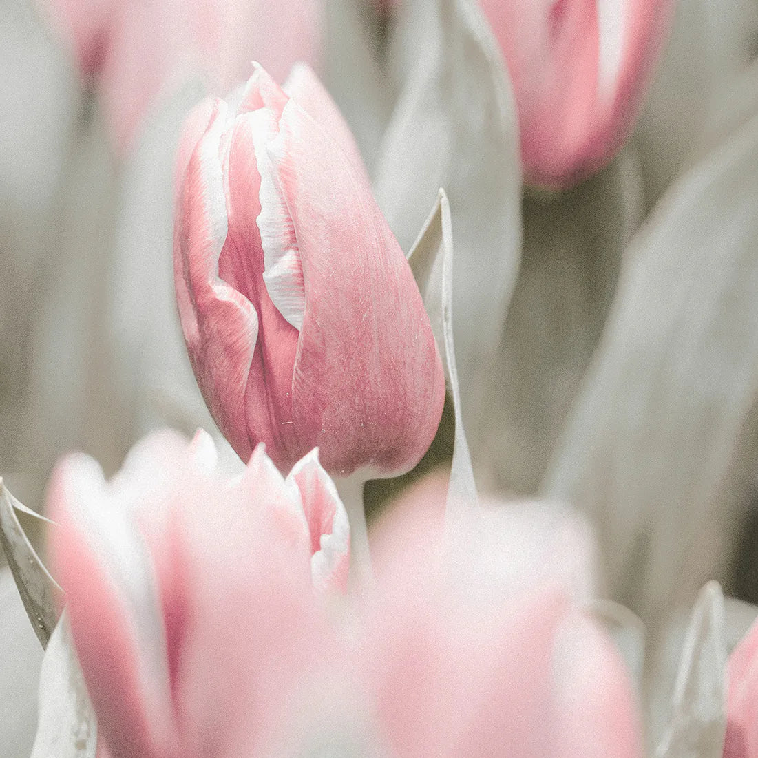 アートポスター チューリップ 花 ボタニカル 北欧デザイン インテリアポスター