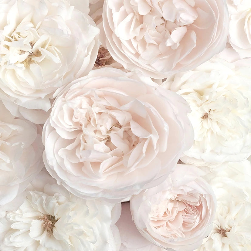 Elegant pastel rose wallpaper