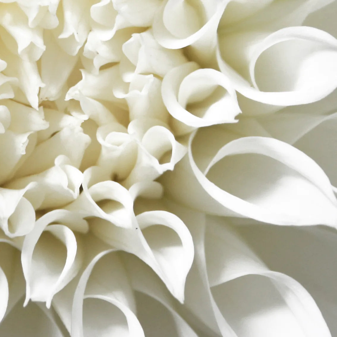 Intricate white petal design in a floral art piece
