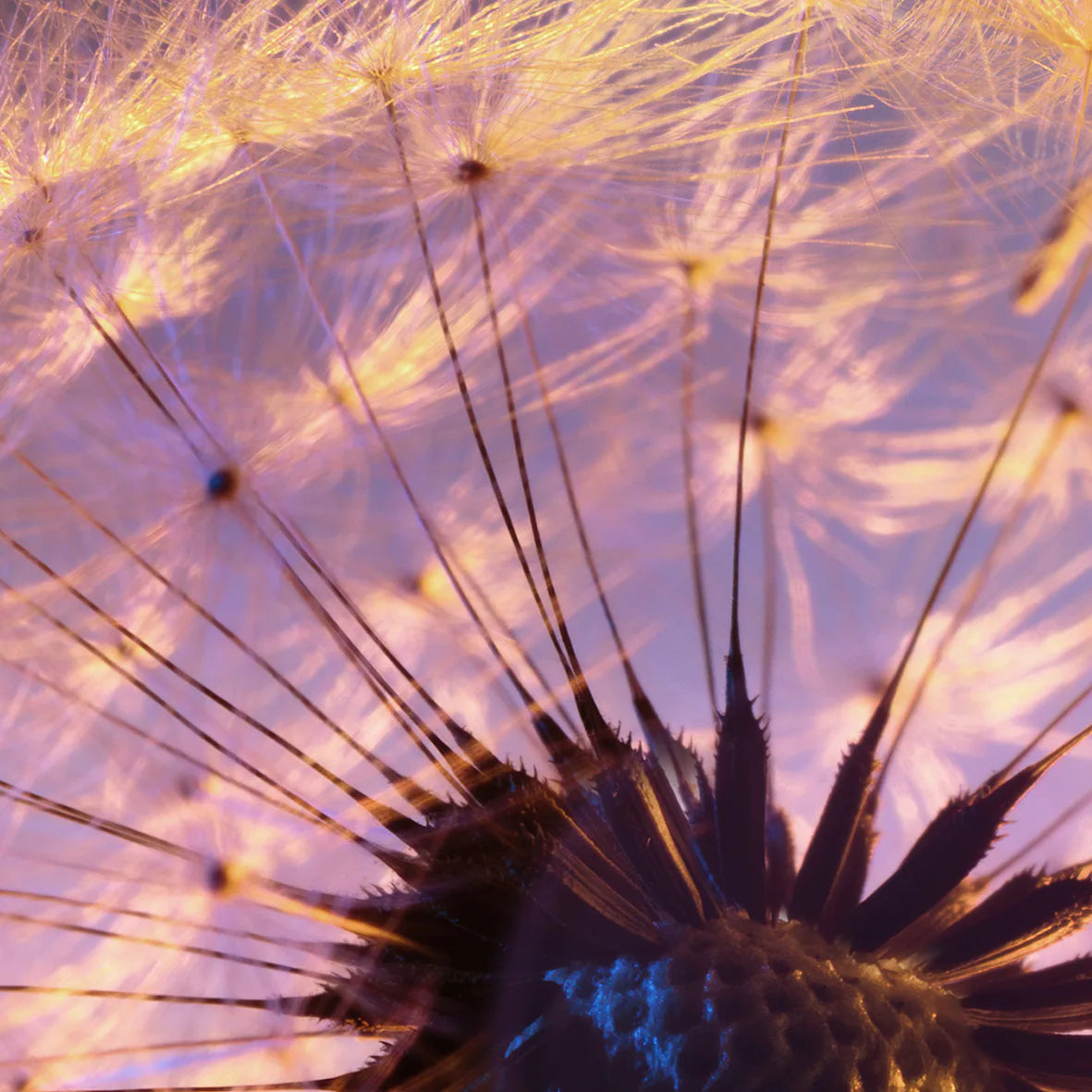 アートポスター たんぽぽ 夕焼け 北欧デザイン モダンインテリア 3枚セット