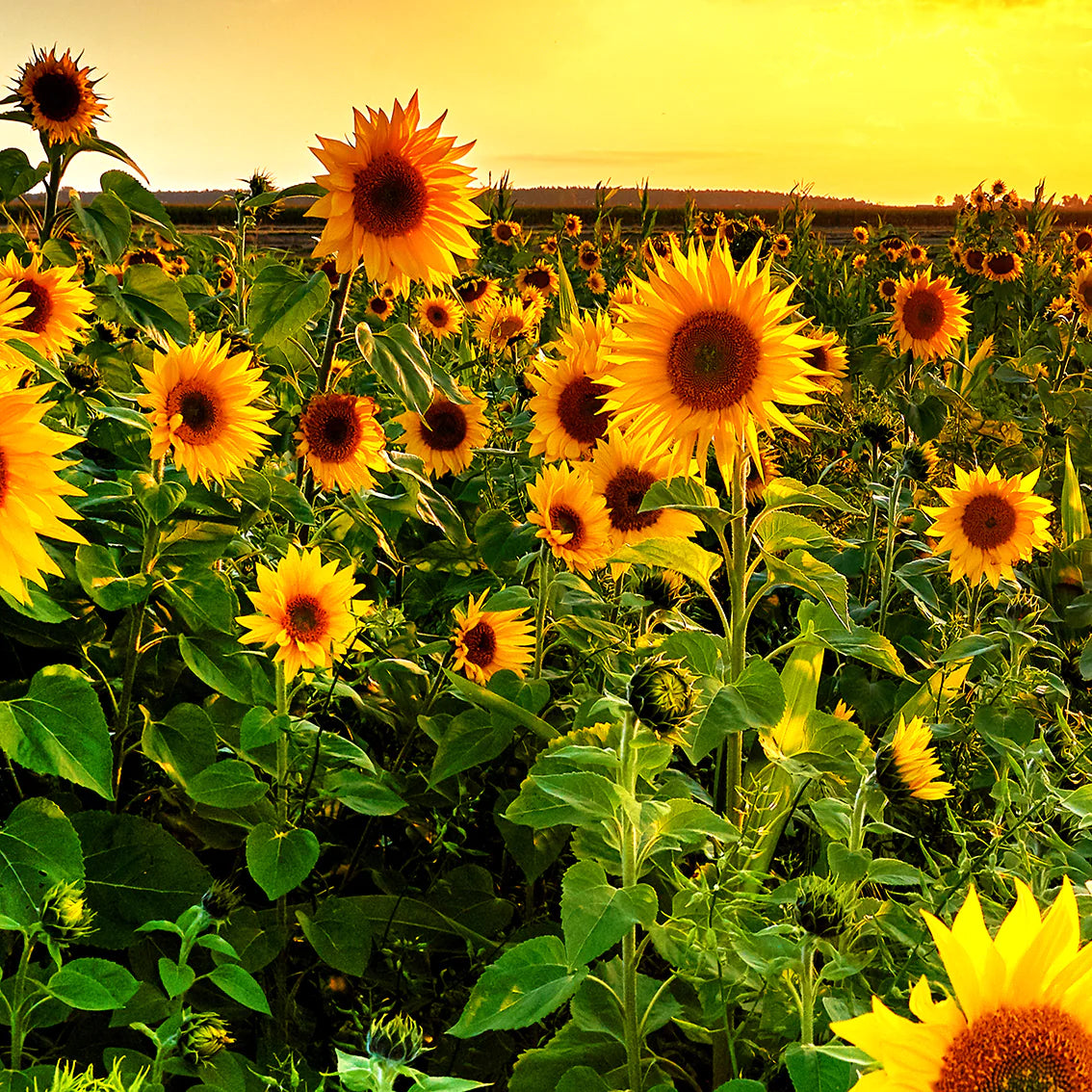 Wall art of sunflowers basking in the warm sunrise