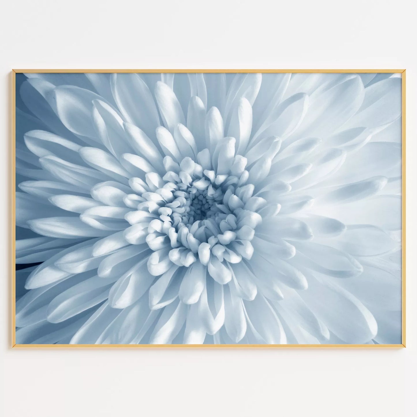 淡いブルーの菊の花のクローズアップ、モノクロームボタニカルアートポスター