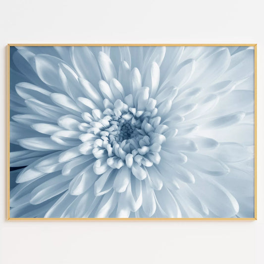 淡いブルーの菊の花のクローズアップ、モノクロームボタニカルアートポスター