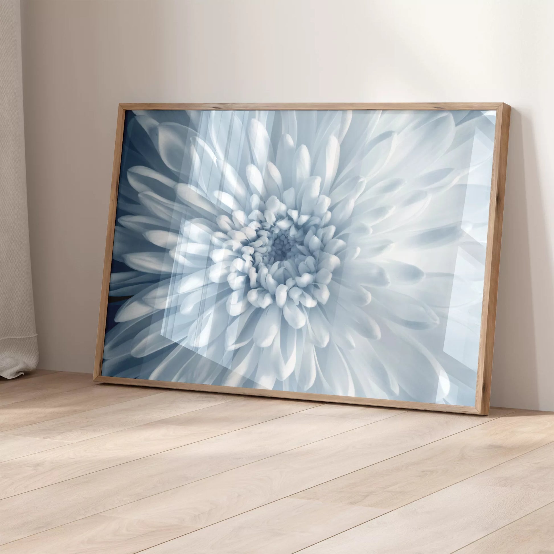 淡いブルーの菊の花のクローズアップ、モノクロームボタニカルアートポスター