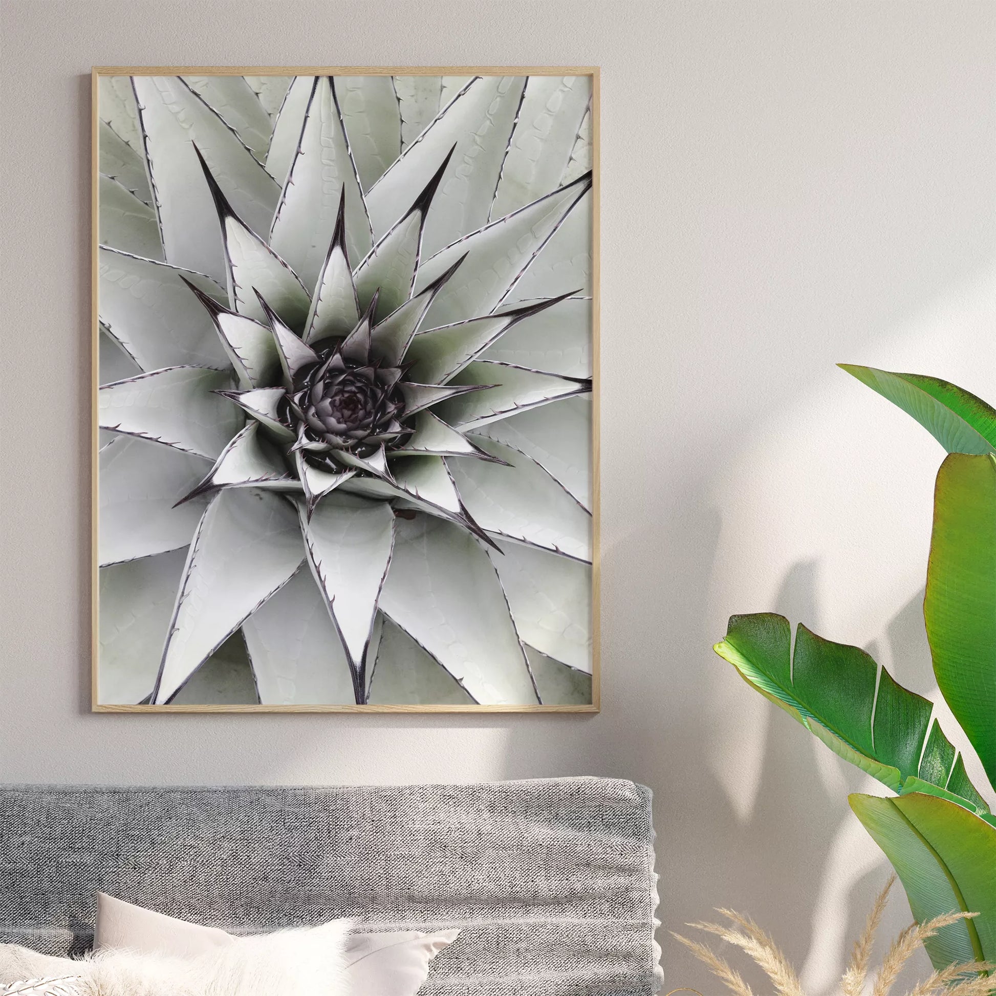 シルバーグレーのアガベの葉が放射状に広がる幾何学的なマクロ写真、モダンなボタニカルアート