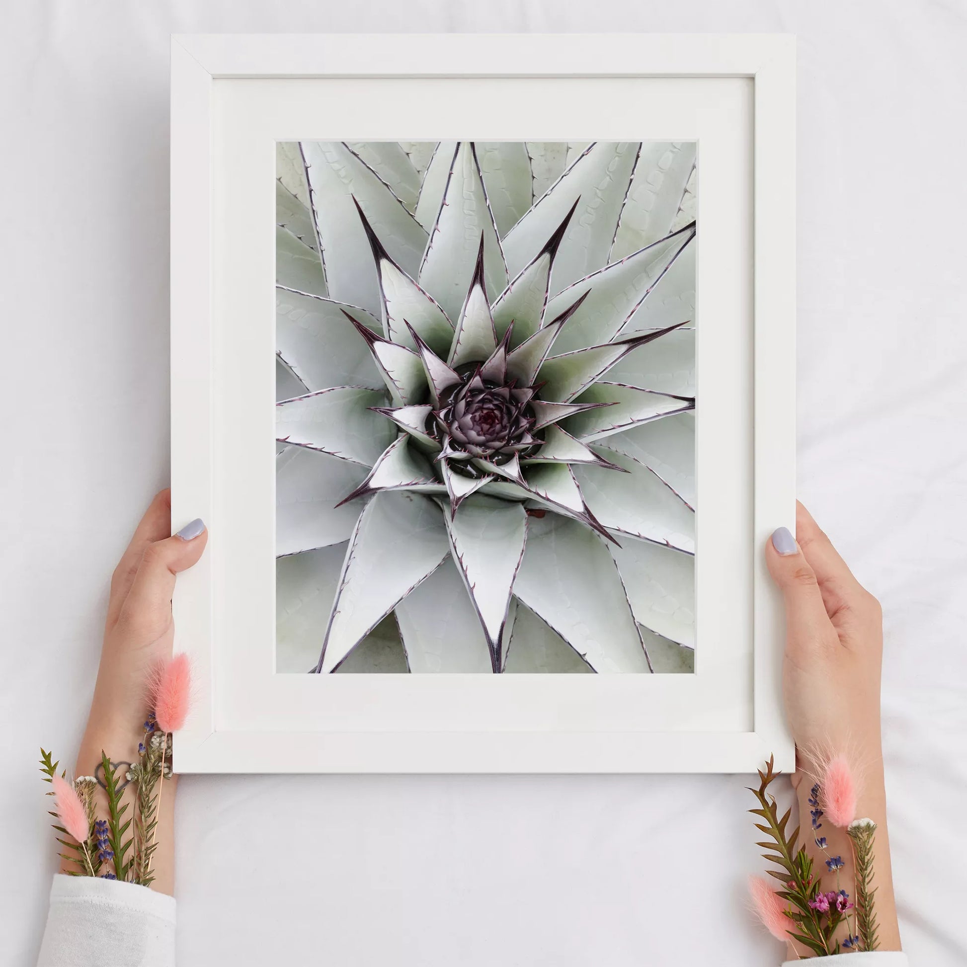 シルバーグレーのアガベの葉が放射状に広がる幾何学的なマクロ写真、モダンなボタニカルアート