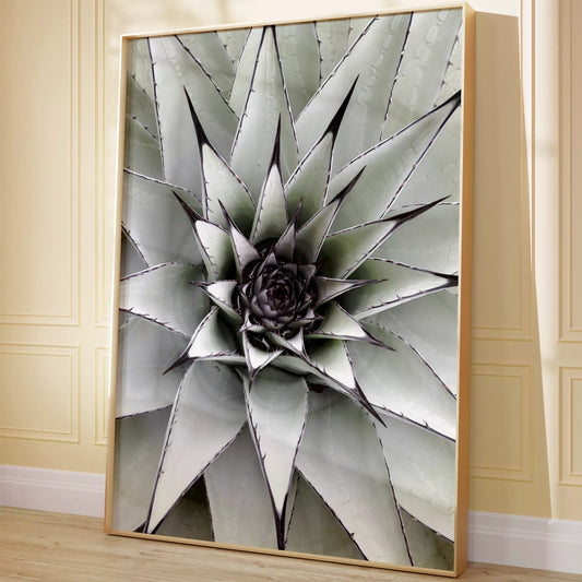 シルバーグレーのアガベの葉が放射状に広がる幾何学的なマクロ写真、モダンなボタニカルアート