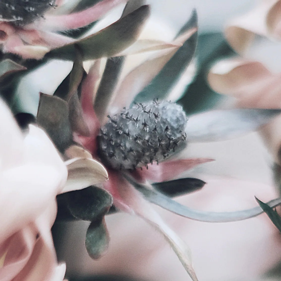 アートポスター ハイブリッド花 抽象ボタニカル 北欧モダン ピンクグリーンアート