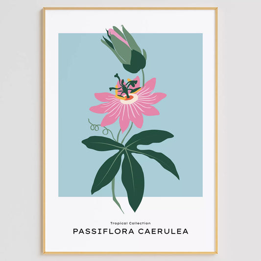 トケイソウのボタニカルアートポスター 北欧デザイン シンプルモダン