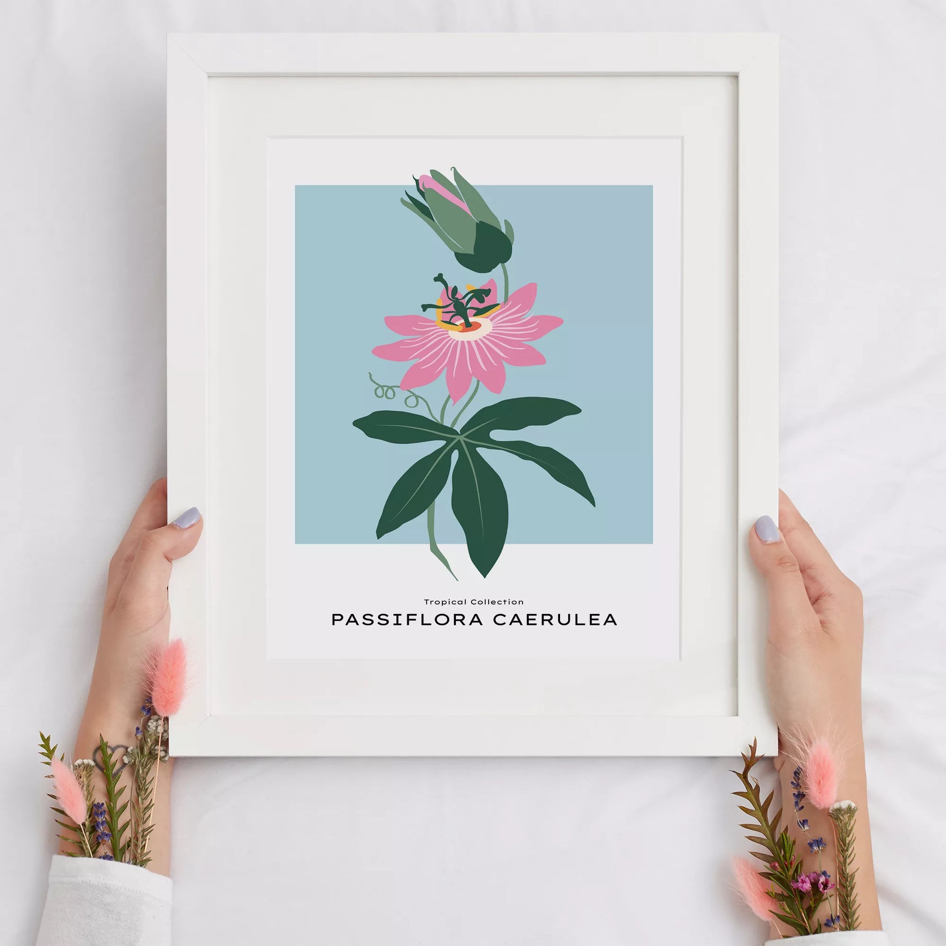 トケイソウのボタニカルアートポスター 北欧デザイン シンプルモダン