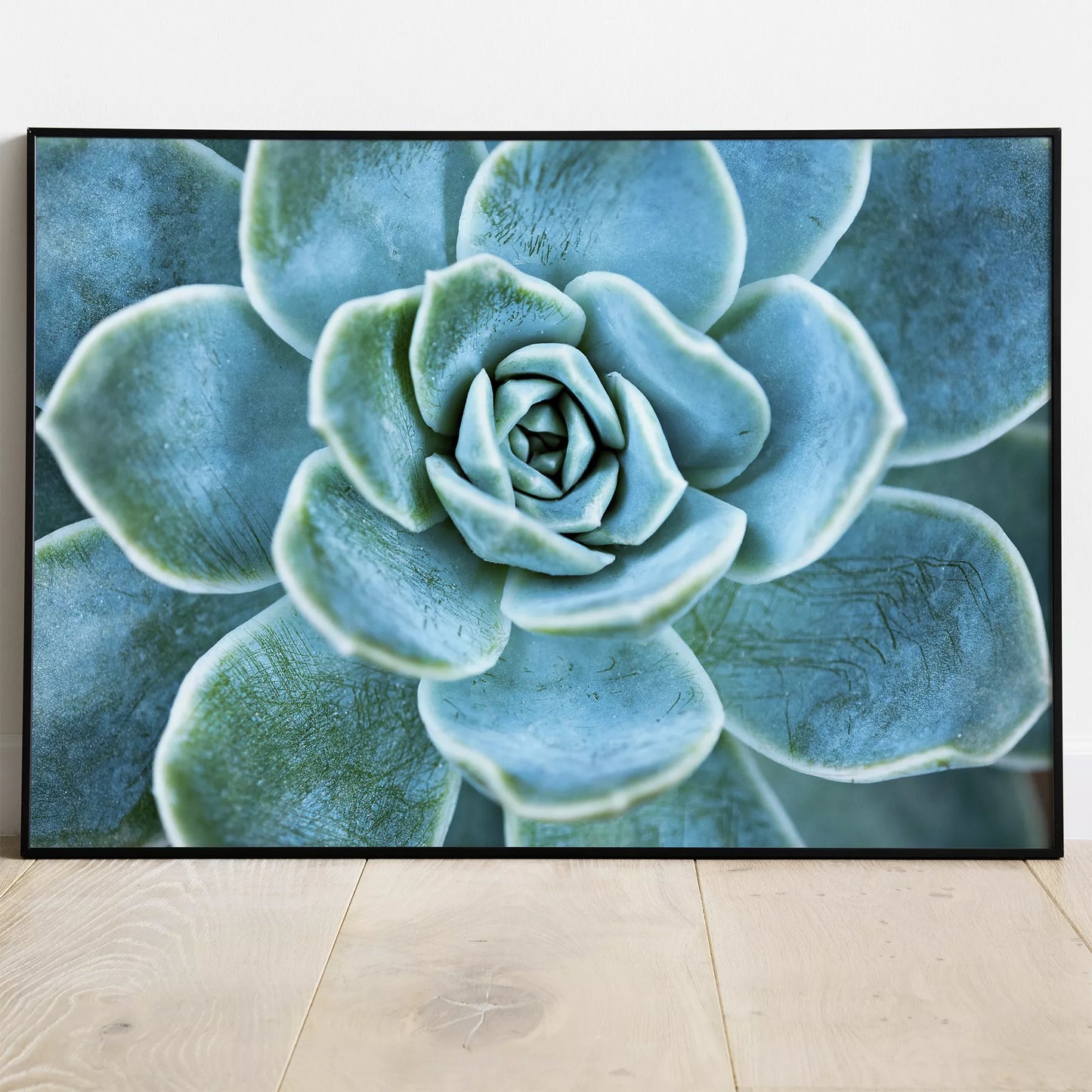 ターコイズブルーの多肉植物のマクロ撮影アート