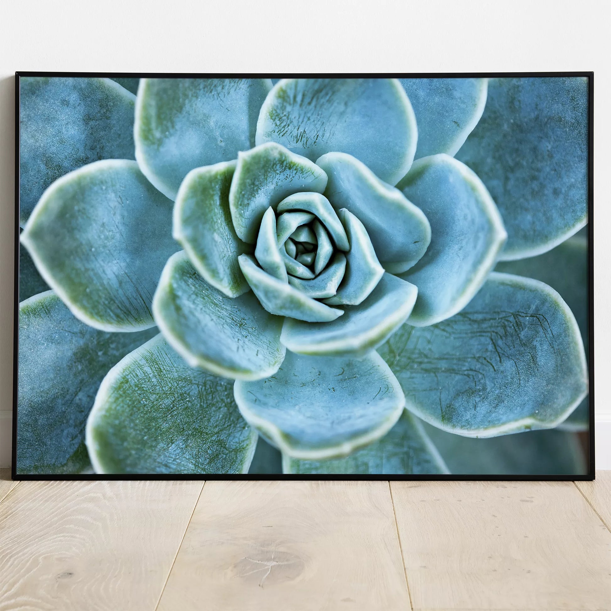 ターコイズブルーの多肉植物のマクロ撮影アート