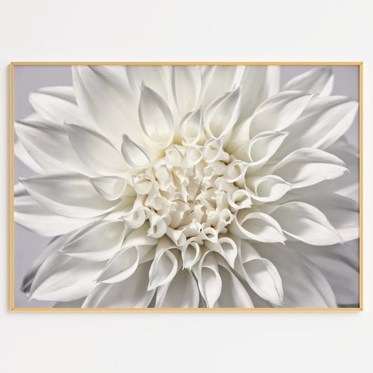アートポスター ホワイトダリア 花 写真 北欧 モダン シンプル インテリア