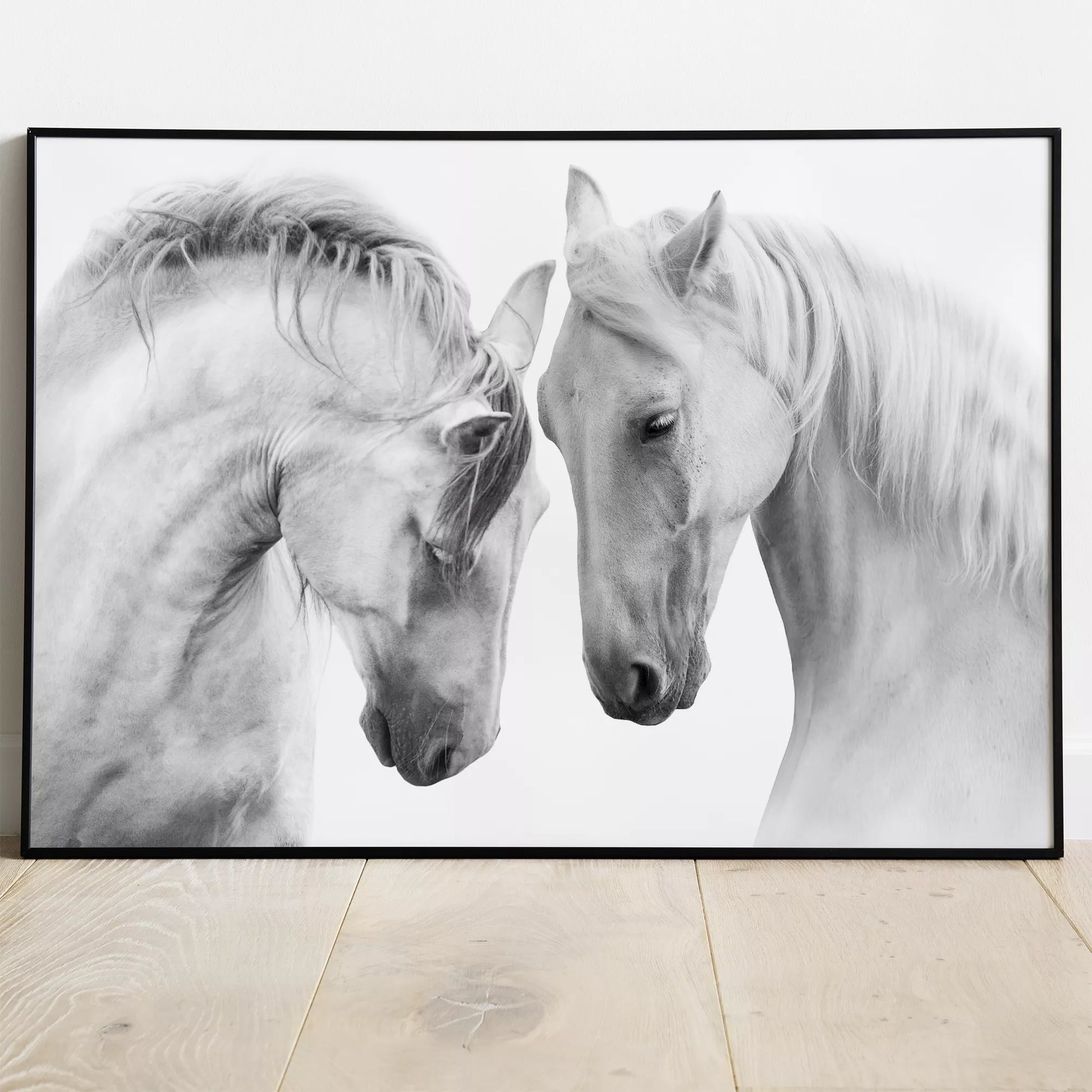 優美な2頭の白馬のモノクロポートレート