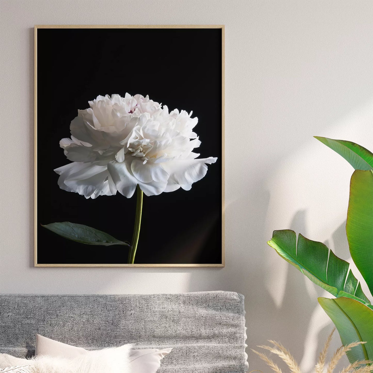 黒背景に咲く純白の牡丹の花 モダンでミニマルなボタニカルアート
