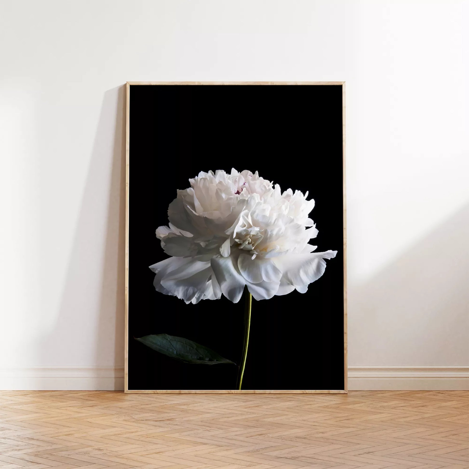 黒背景に咲く純白の牡丹の花 モダンでミニマルなボタニカルアート