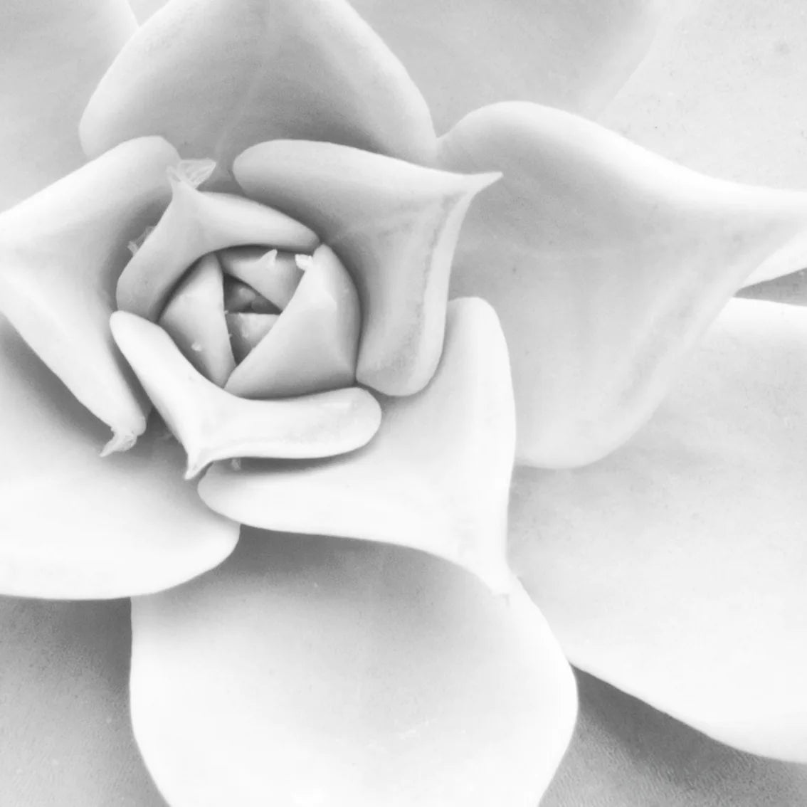 Elegant monochrome succulent print capturing the natural beauty of plant life in detail