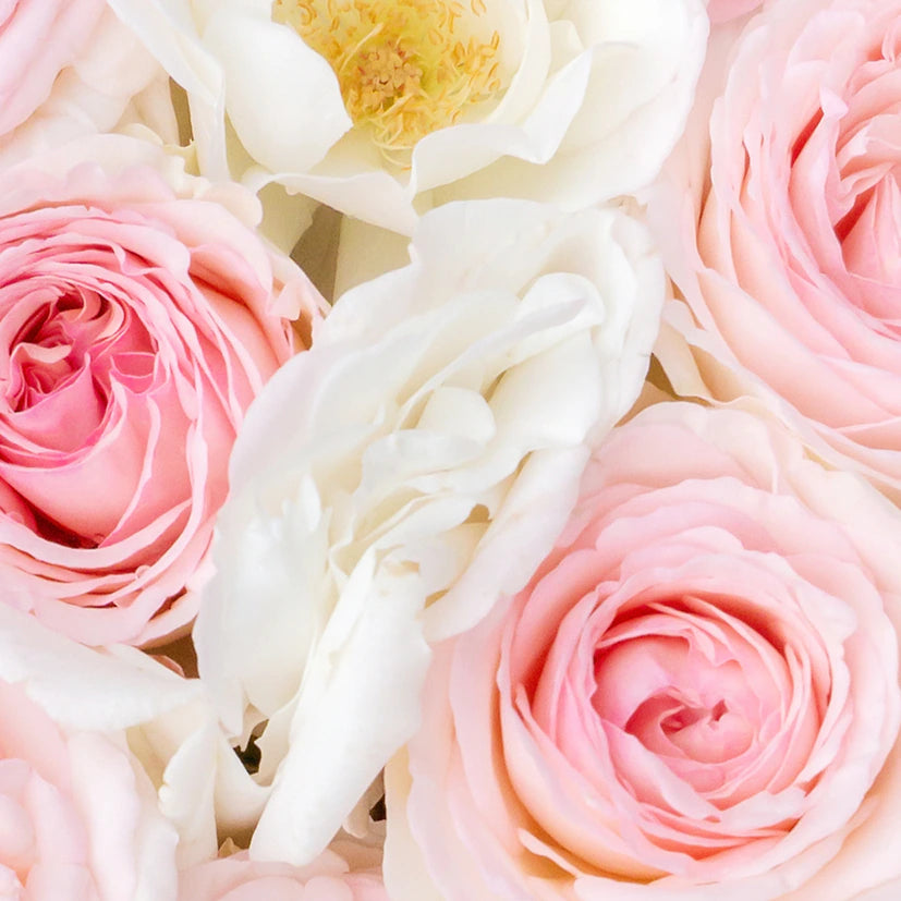 Soft-focus photography of a bed of pink and white roses