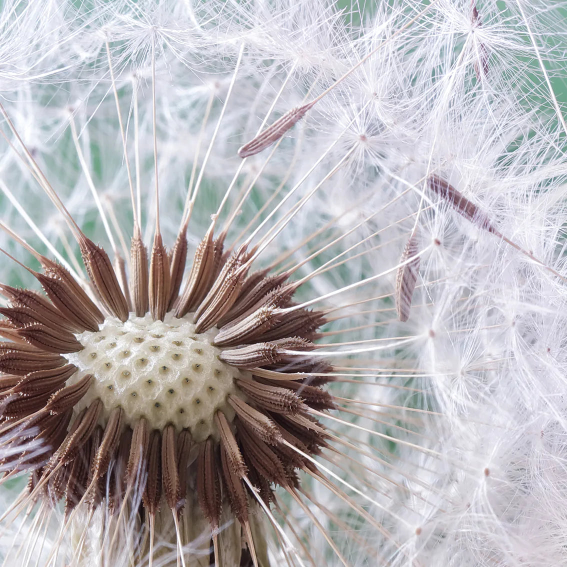 Dandelion seed head with floating seeds wall art,