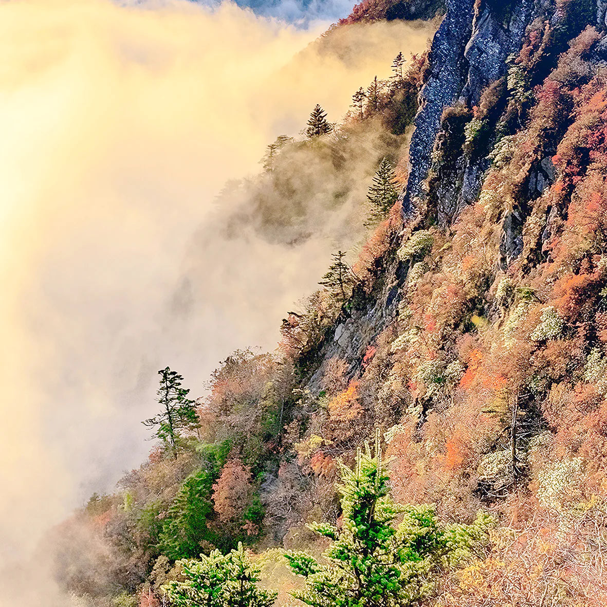 壮大 自然風景アート 朝日と霧の中に浮かぶ幻想的な山頂の風景