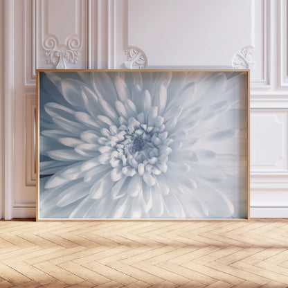  淡いブルーの菊の花のクローズアップ、モノクロームボタニカルアートポスター