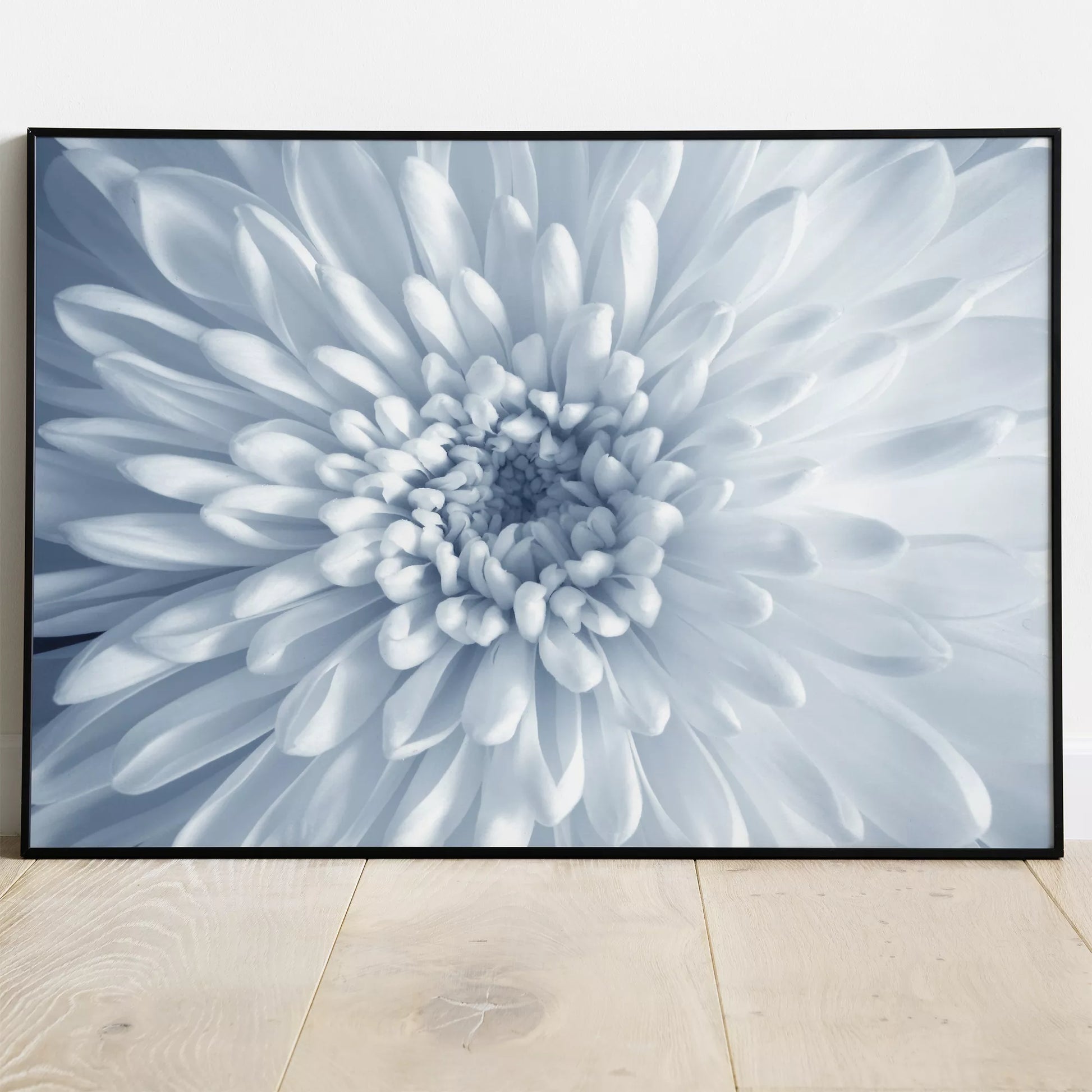  淡いブルーの菊の花のクローズアップ、モノクロームボタニカルアートポスター