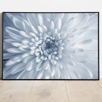  淡いブルーの菊の花のクローズアップ、モノクロームボタニカルアートポスター