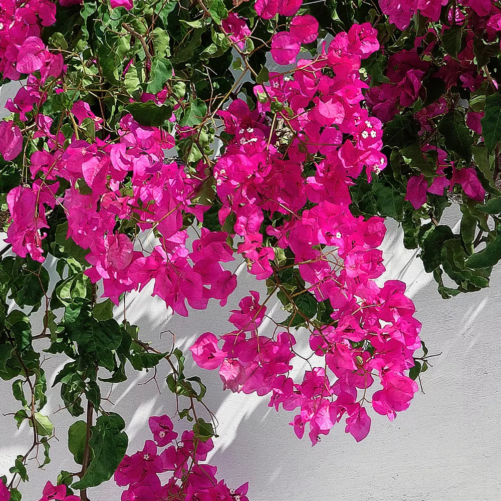白壁に影を落とすマゼンタのブーゲンビリアの花房と緑の葉を写した部分拡大