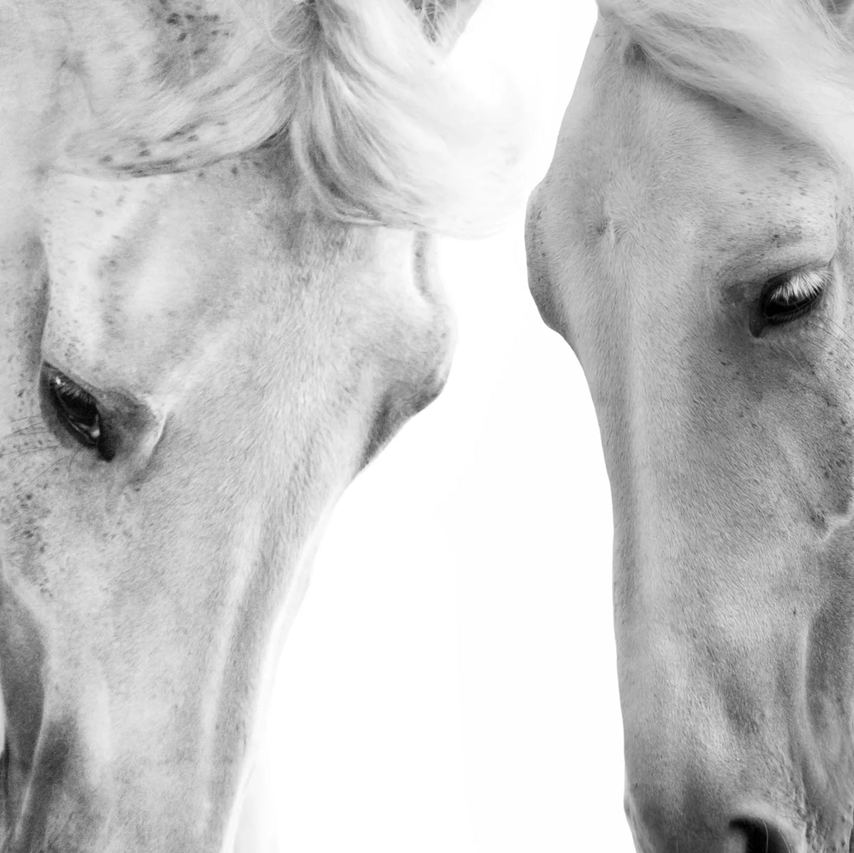 2頭の白馬の目元や毛並み、たてがみを写実的に表現したモノクロデザインの拡大